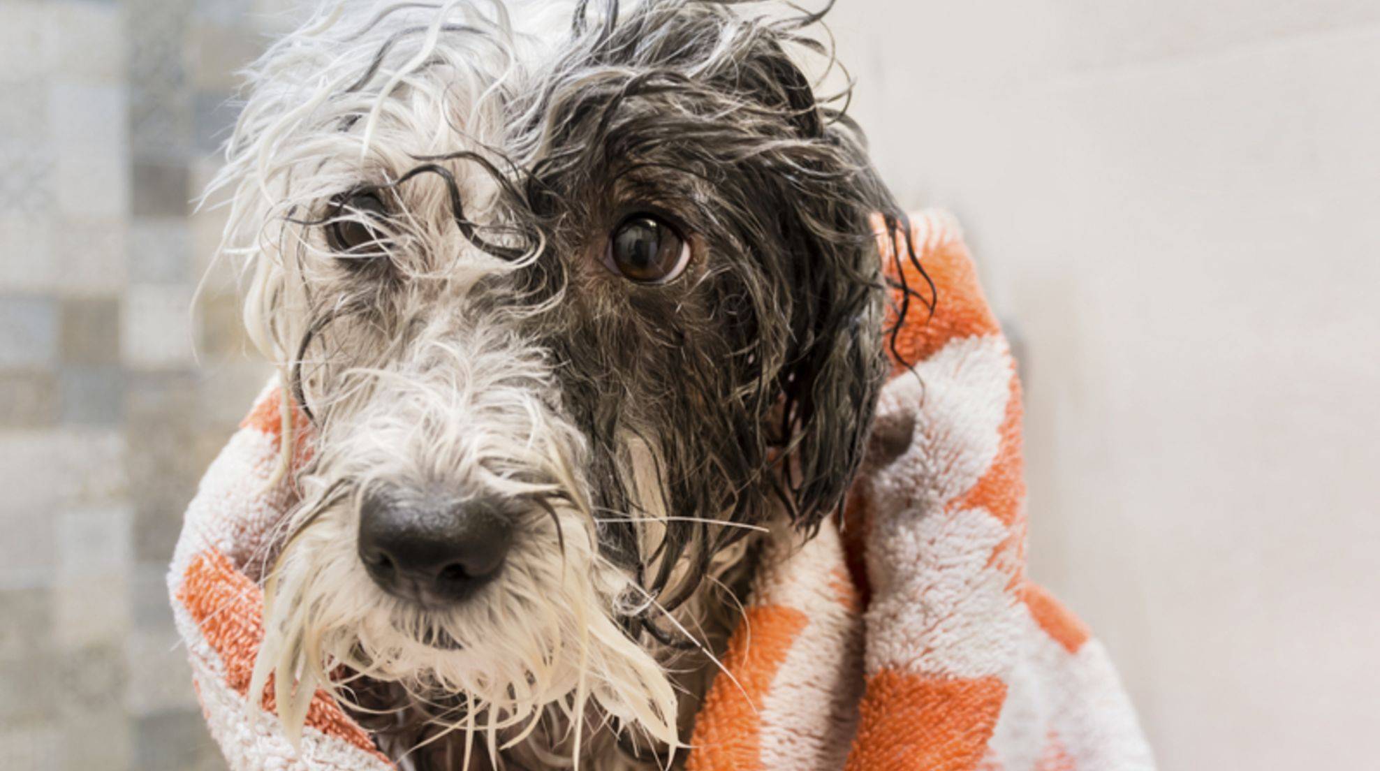 Bathing dogs: These mistakes you should avoid