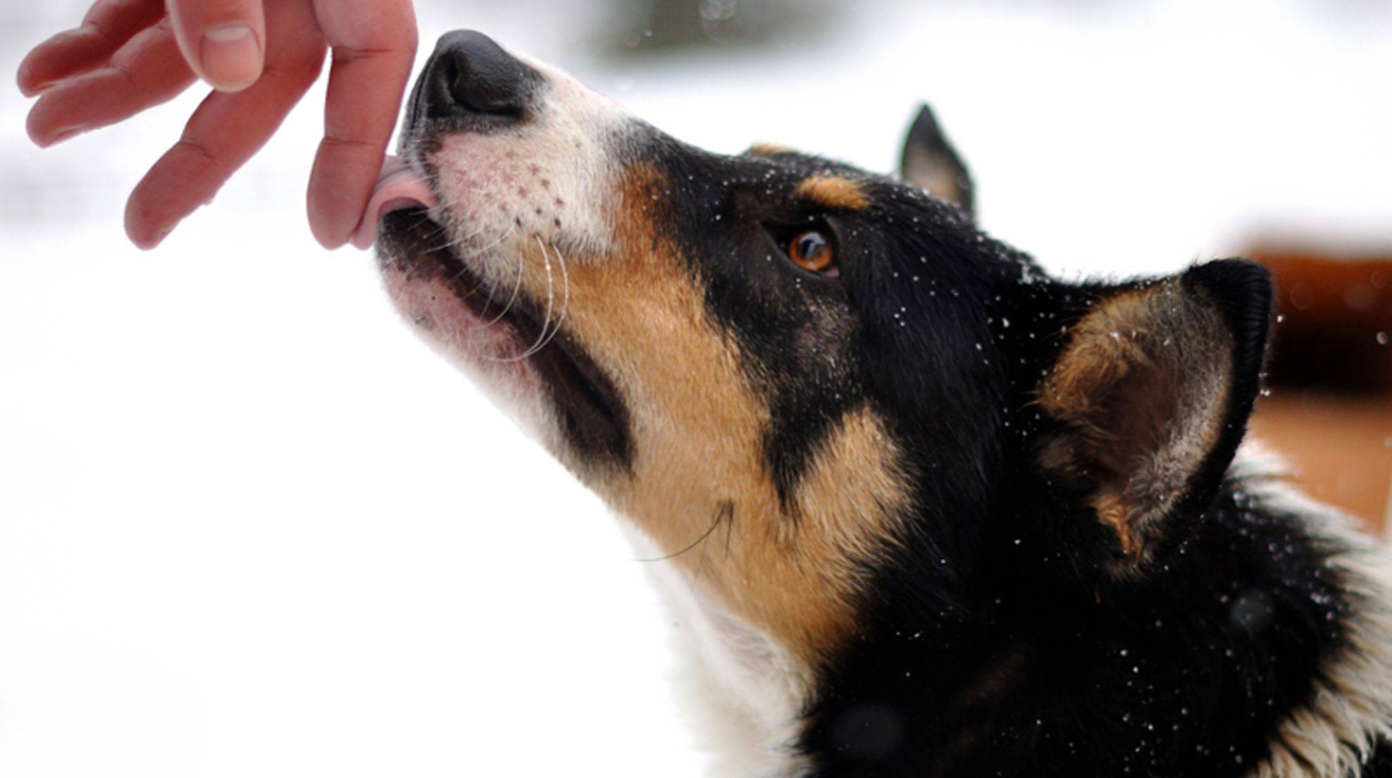 Why do dogs lick people? Meaning of "dog kisses