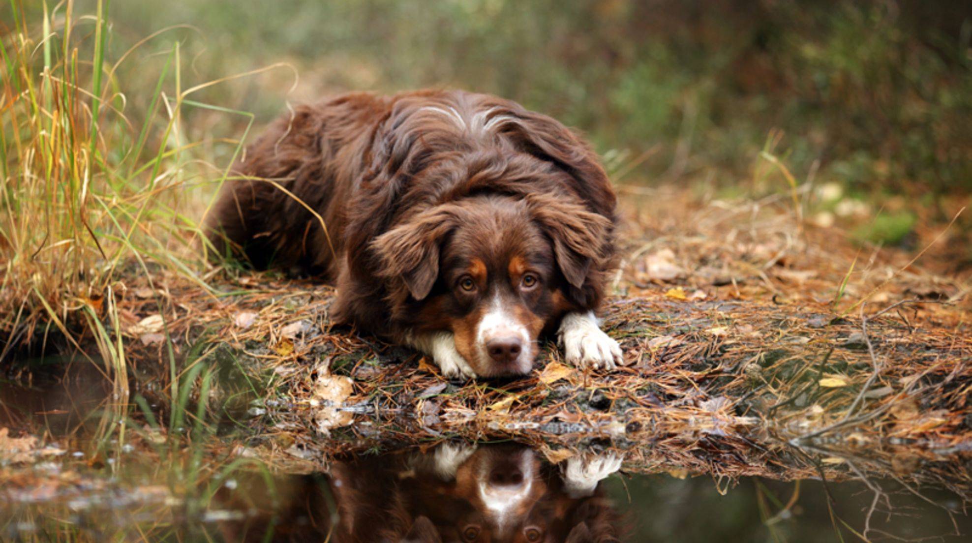 Why dogs should not drink from puddles