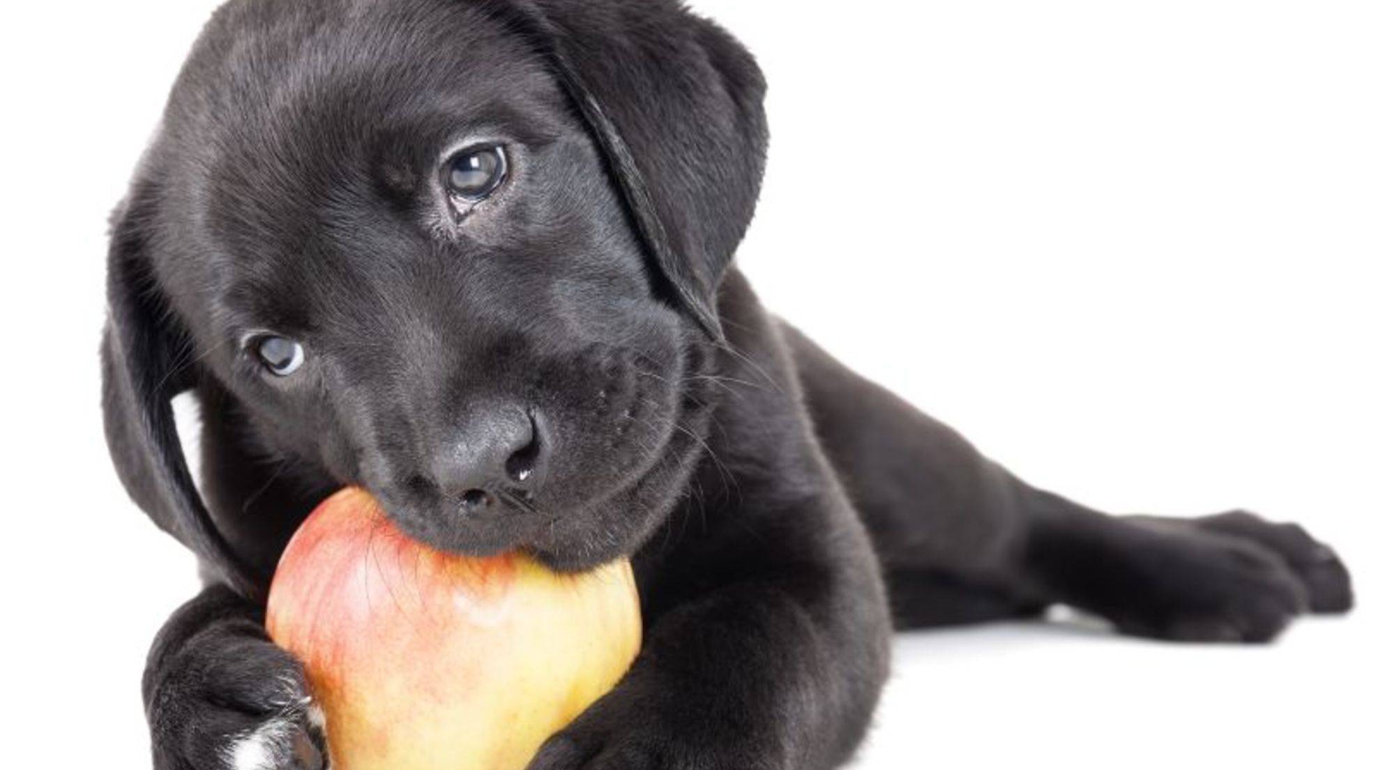 Are dogs allowed to eat fruit? And if so, which?