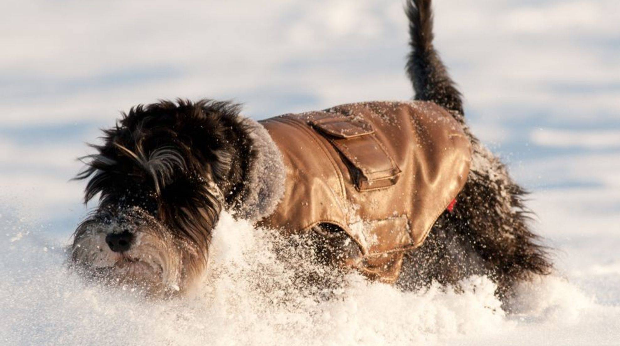 Dog clothing in winter: Useful or not?