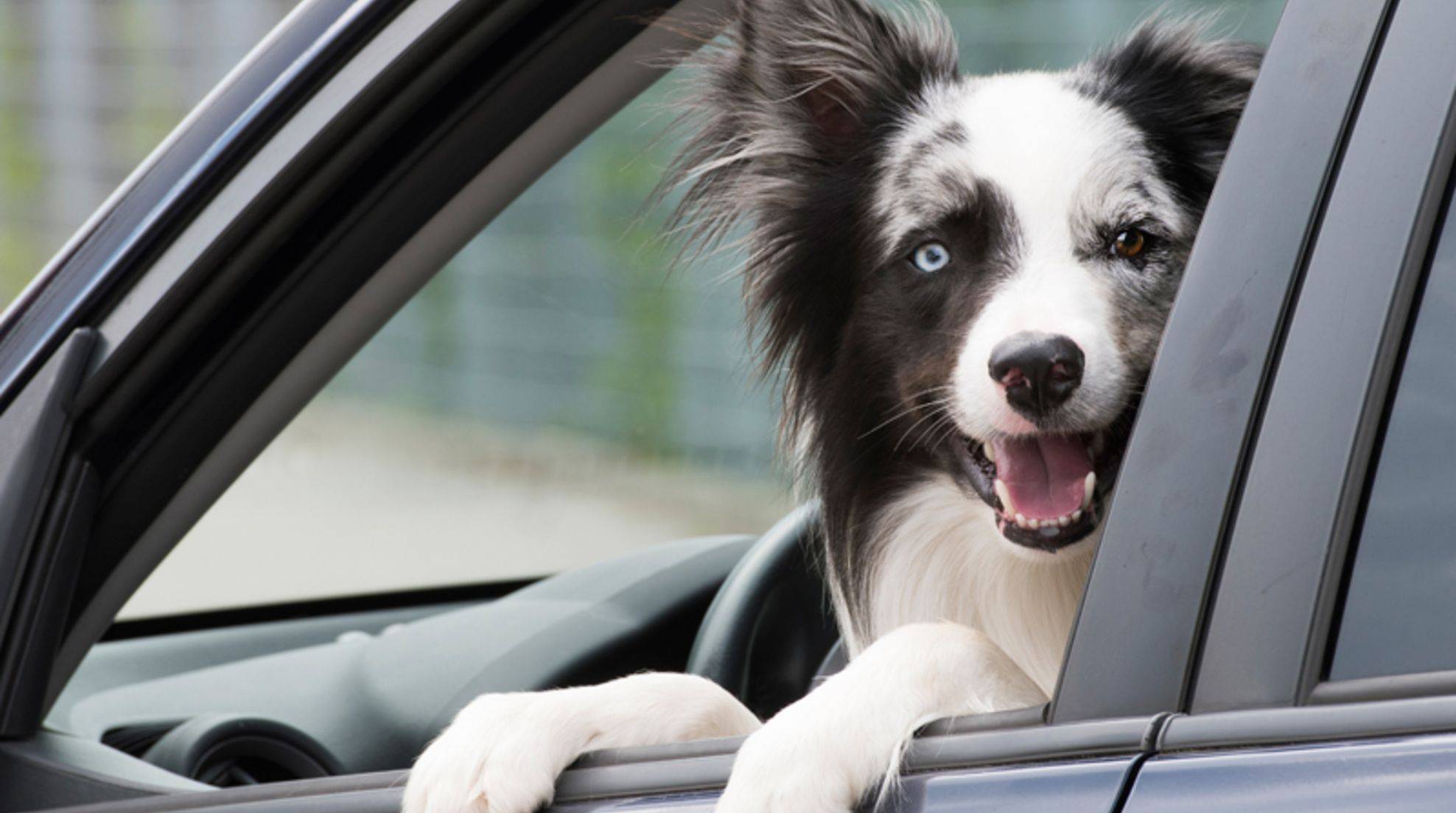 Remove dog smell from the car: what to do?