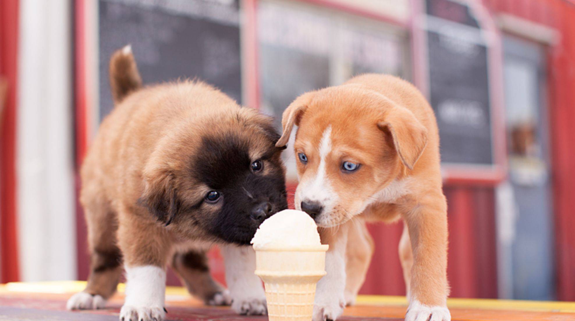 Make your own ice cream for dogs: Delicious recipes