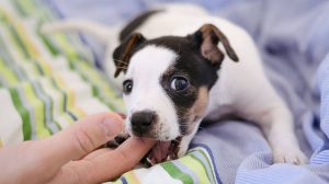 Training bite inhibition in puppies: Tips for your dog