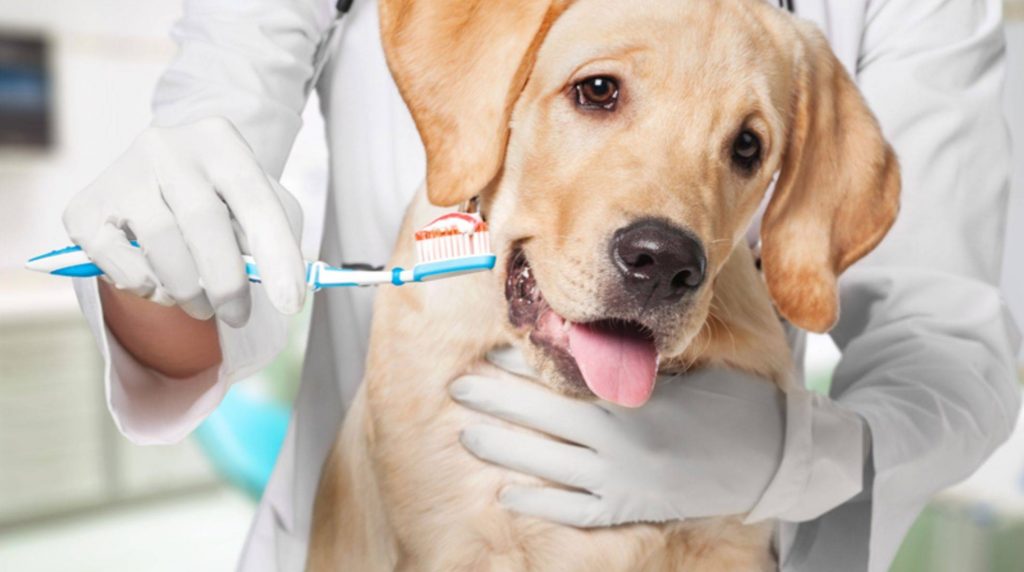 Dental care for dogs: How to keep teeth healthy