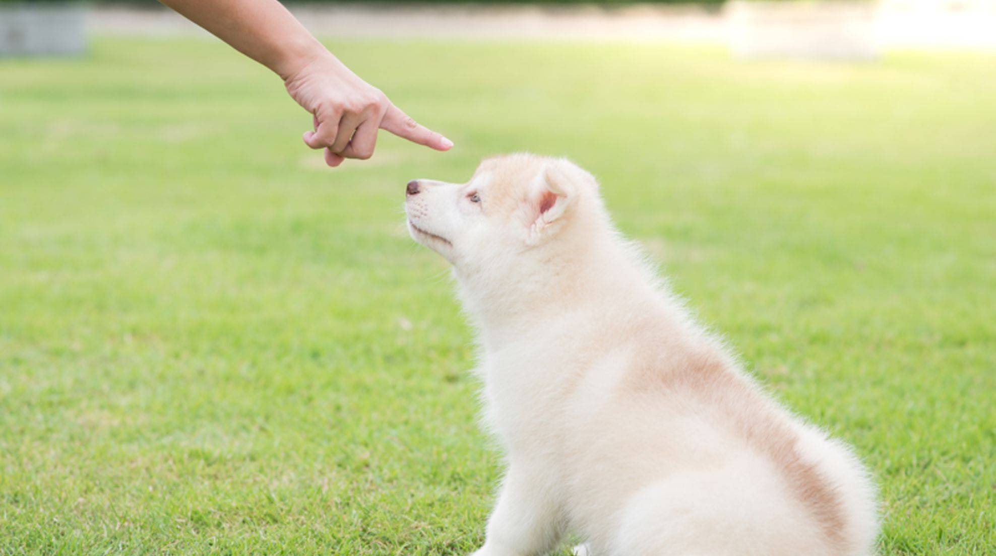 Punish dog: tips for dog training
