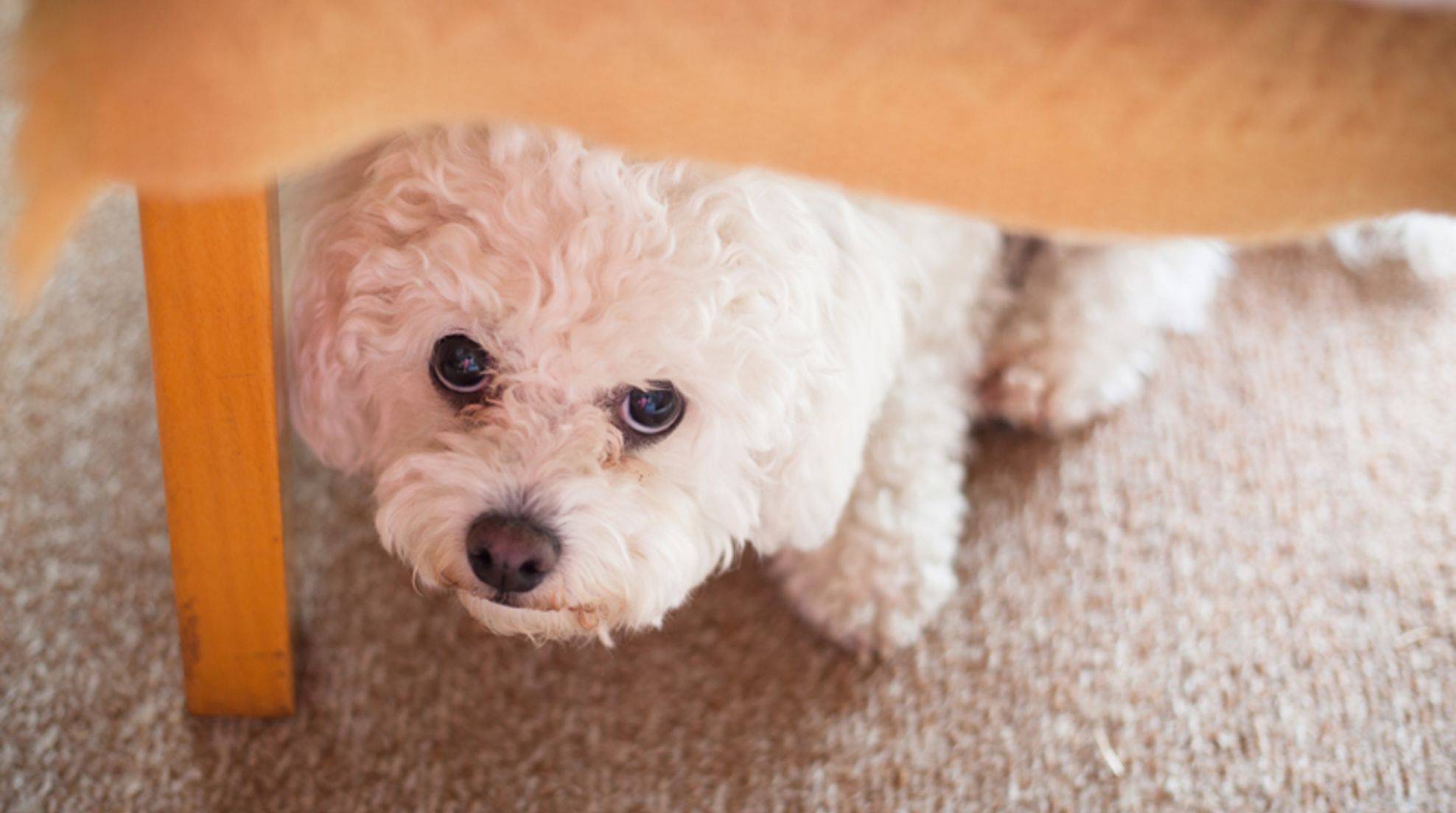 Behavioral problems in dogs: recognizing problems