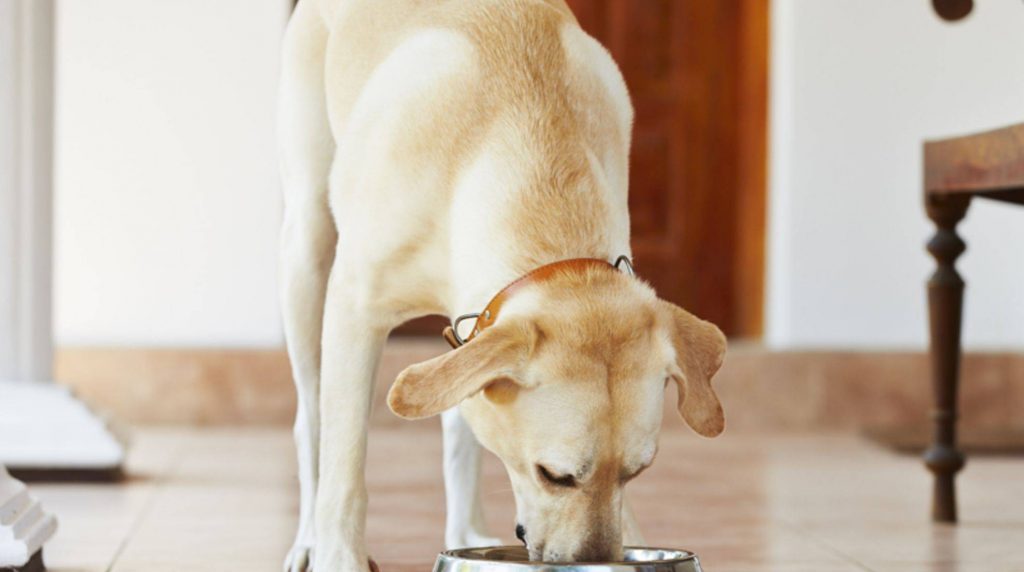 Labrador: optimal nutrition for the dog breed