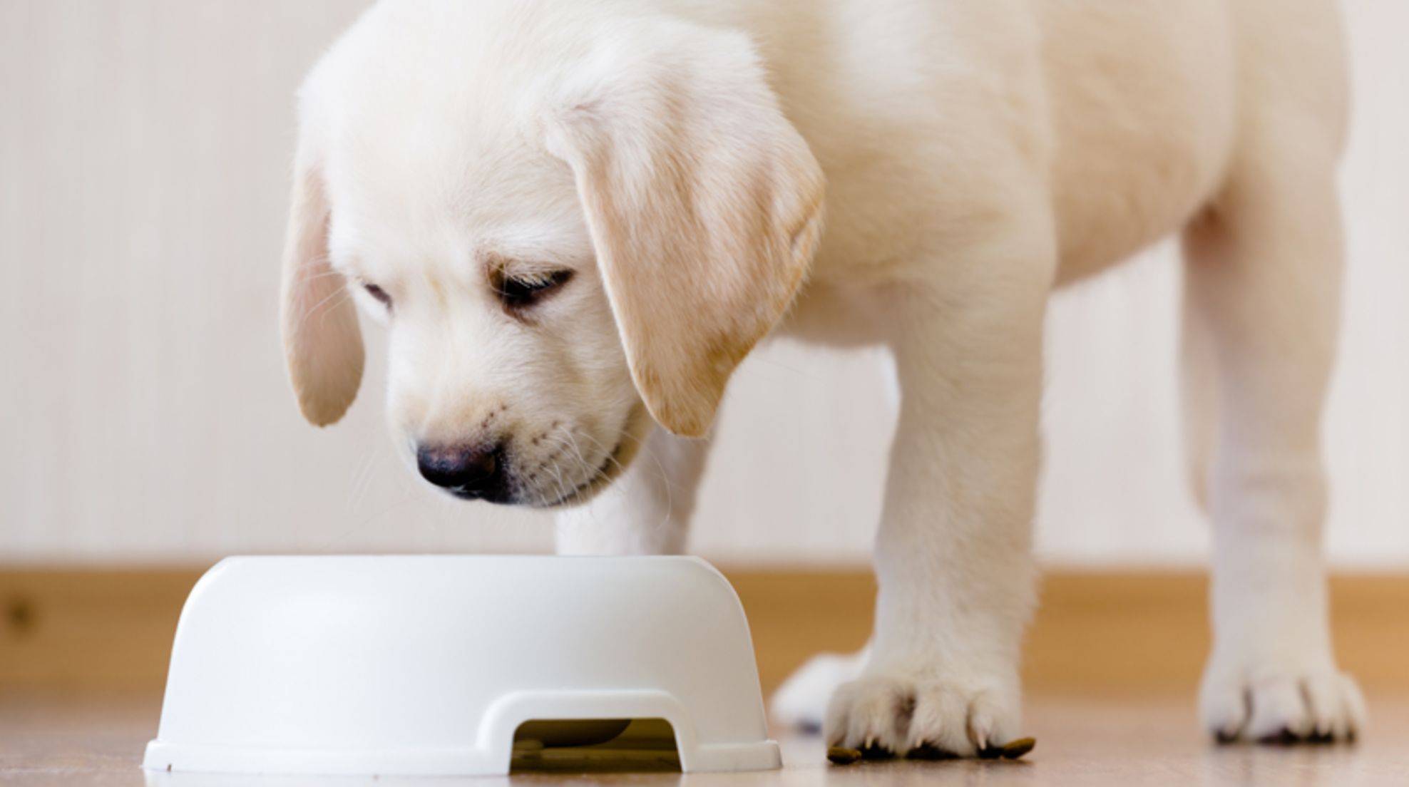 What is the best diet for Labrador puppies?