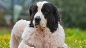 Landseer: education and dog sports for the big dogs