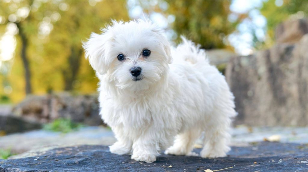 Maltese dogs: 6 facts about the small dog breed