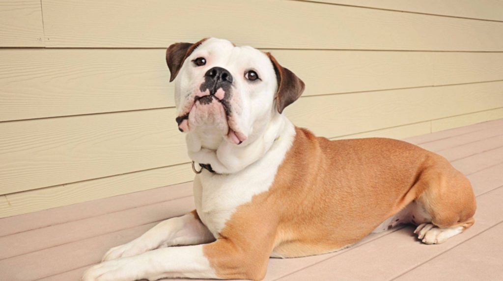 Olde English Bulldog: portrait of the dog breed