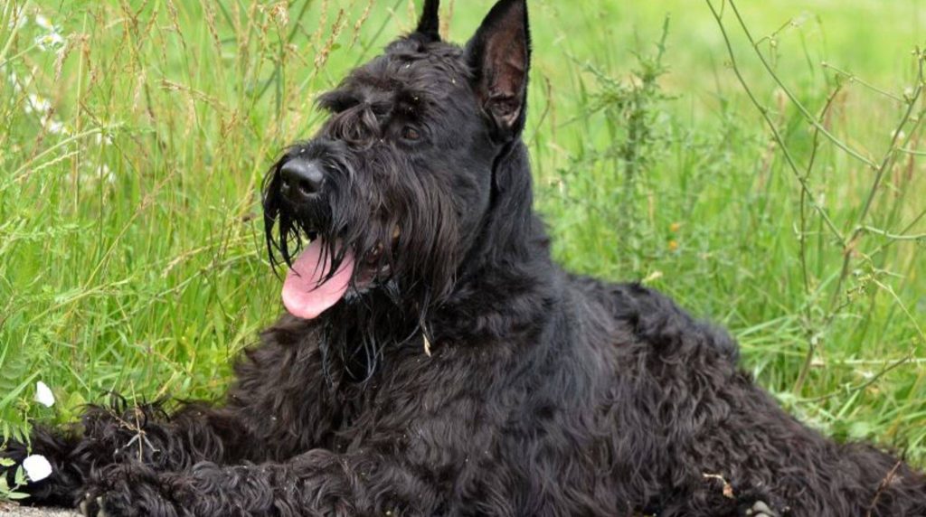 Friendly and alert: The Giant Schnauzer