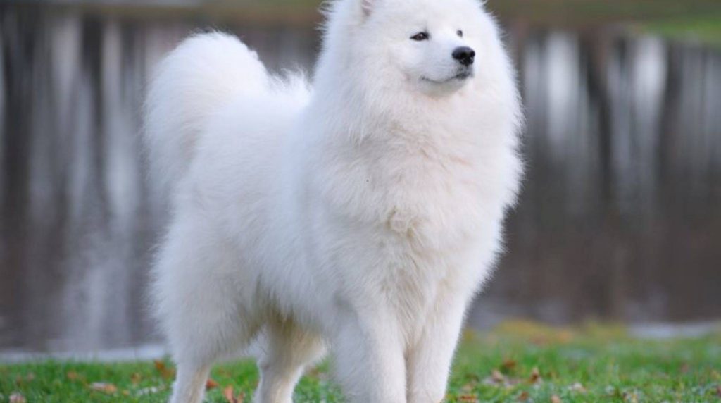 Samoyed: Such is the character of the dog