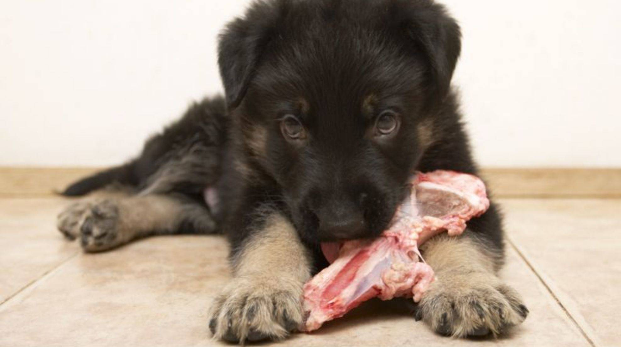 Barfing for puppies: tips and recipes