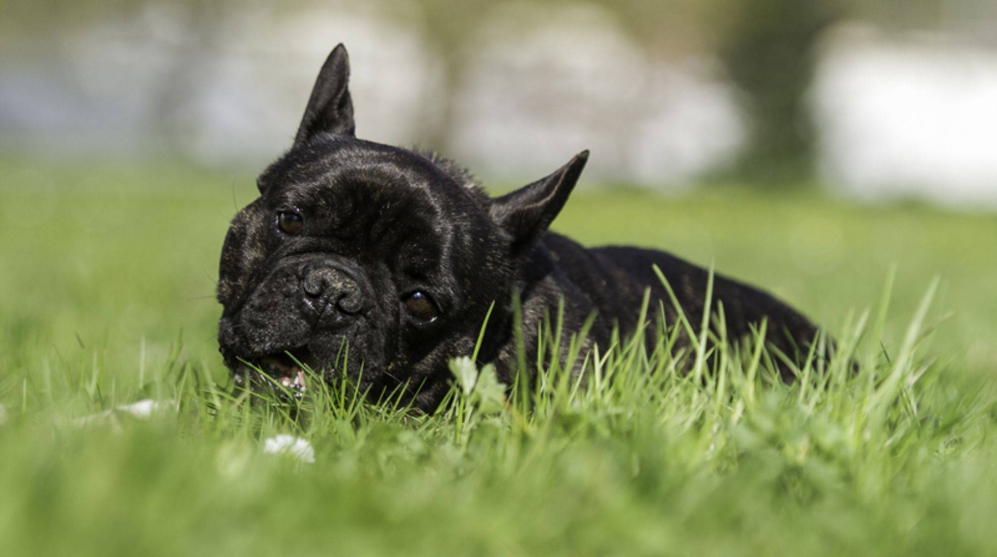 Does dog eat grass: important for dog nutrition?