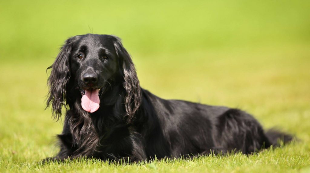 Flat Coated Retriever: What to consider before buying