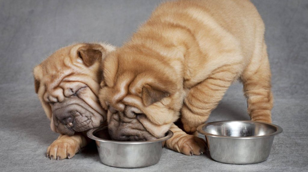 Dogs with food envy: what helps against it?