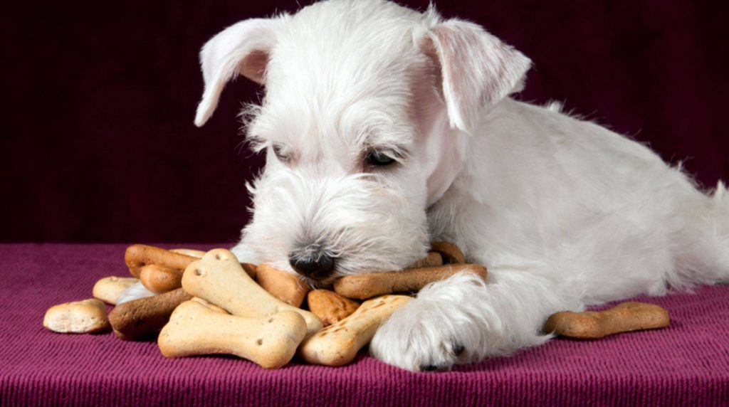 Make your own dog treats: baking cookies for dogs
