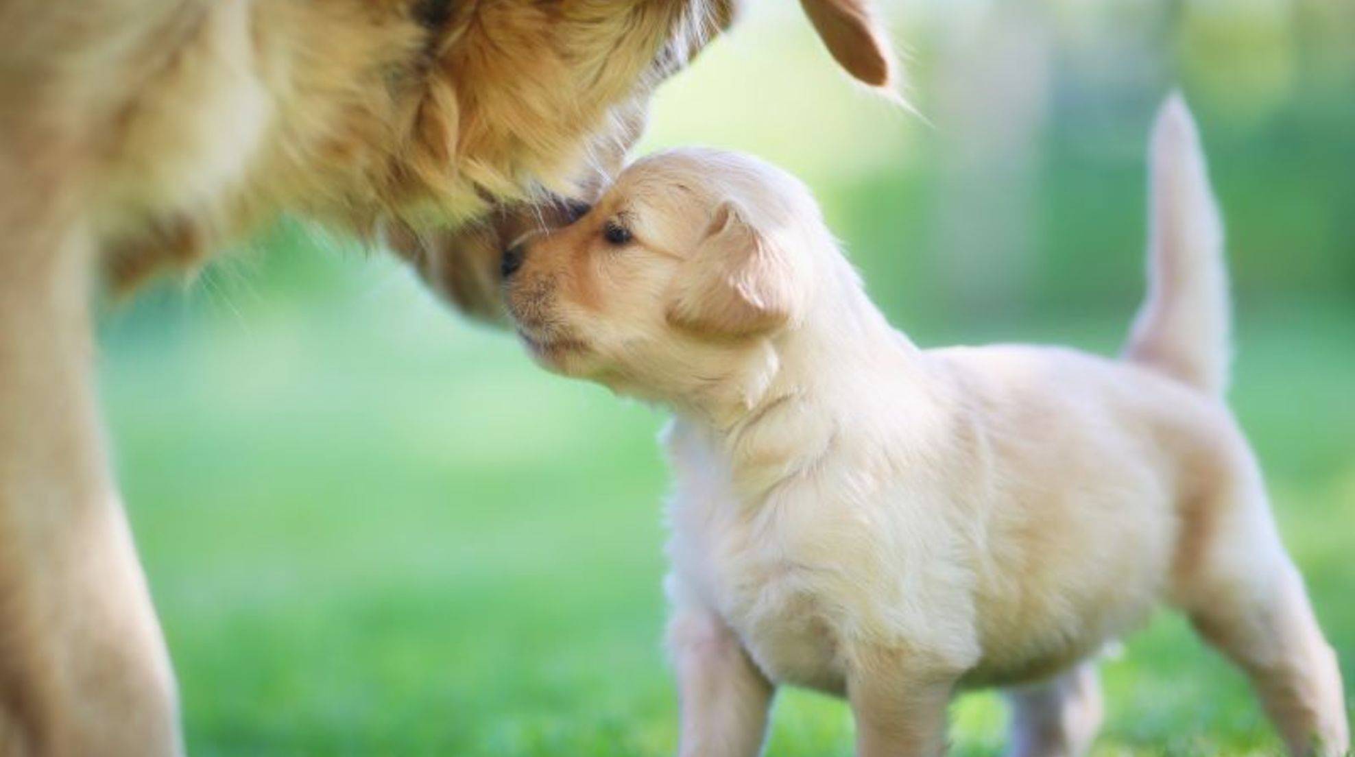 Puppy protection: How long is it valid?