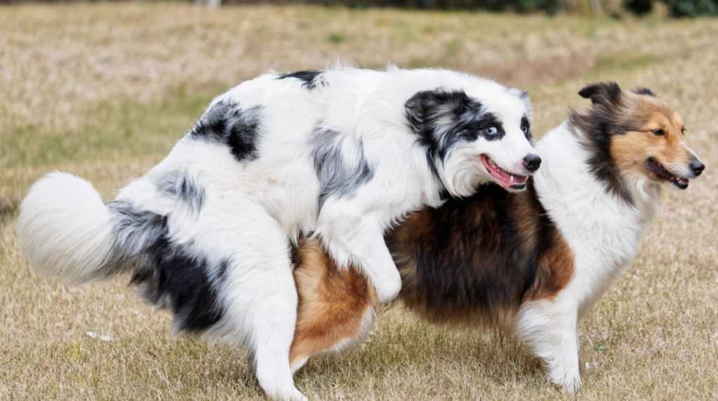 Mating of the dogs: What happens during the mating act?