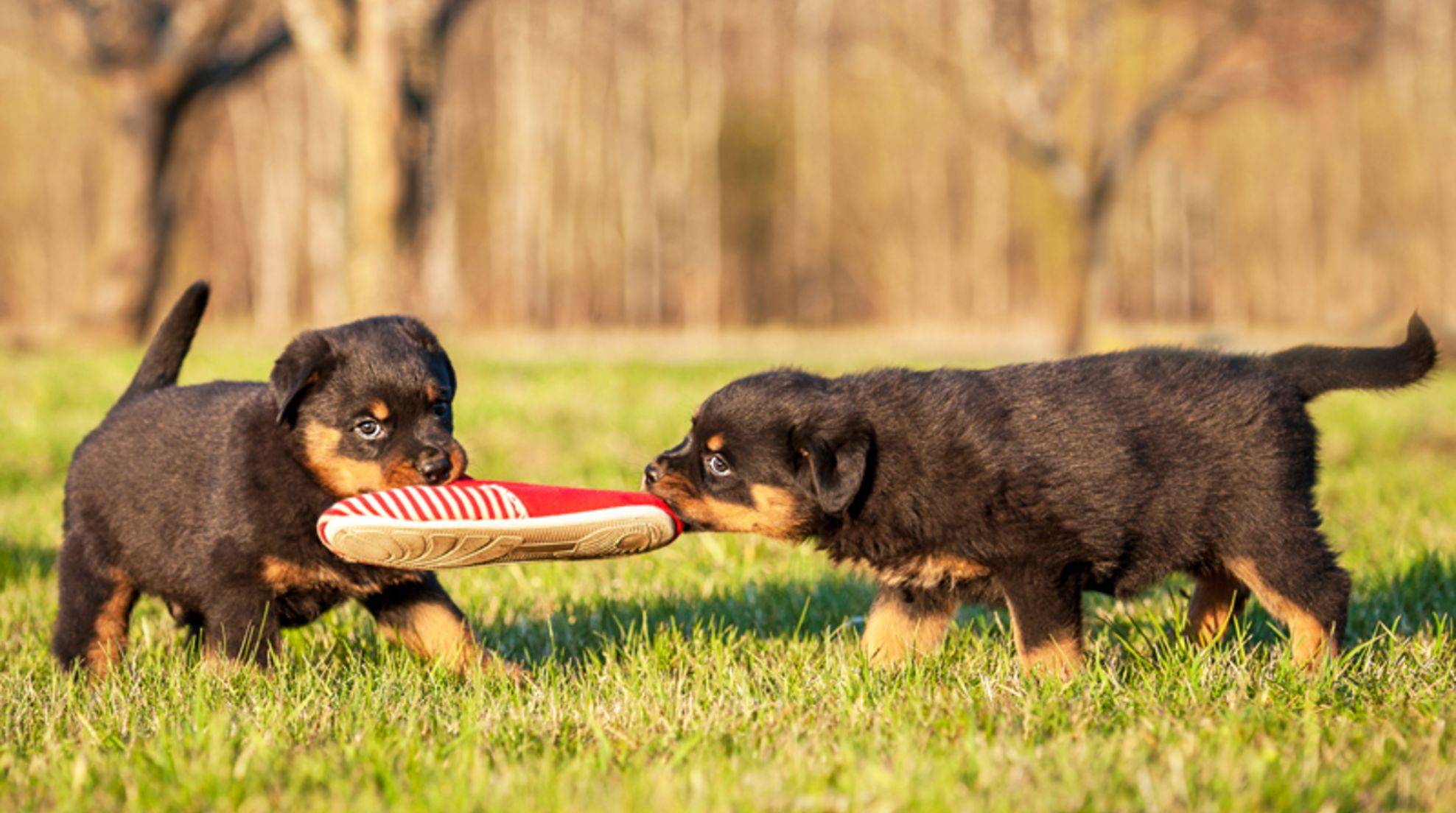 Dog puppies: adopt littermates, a good idea?